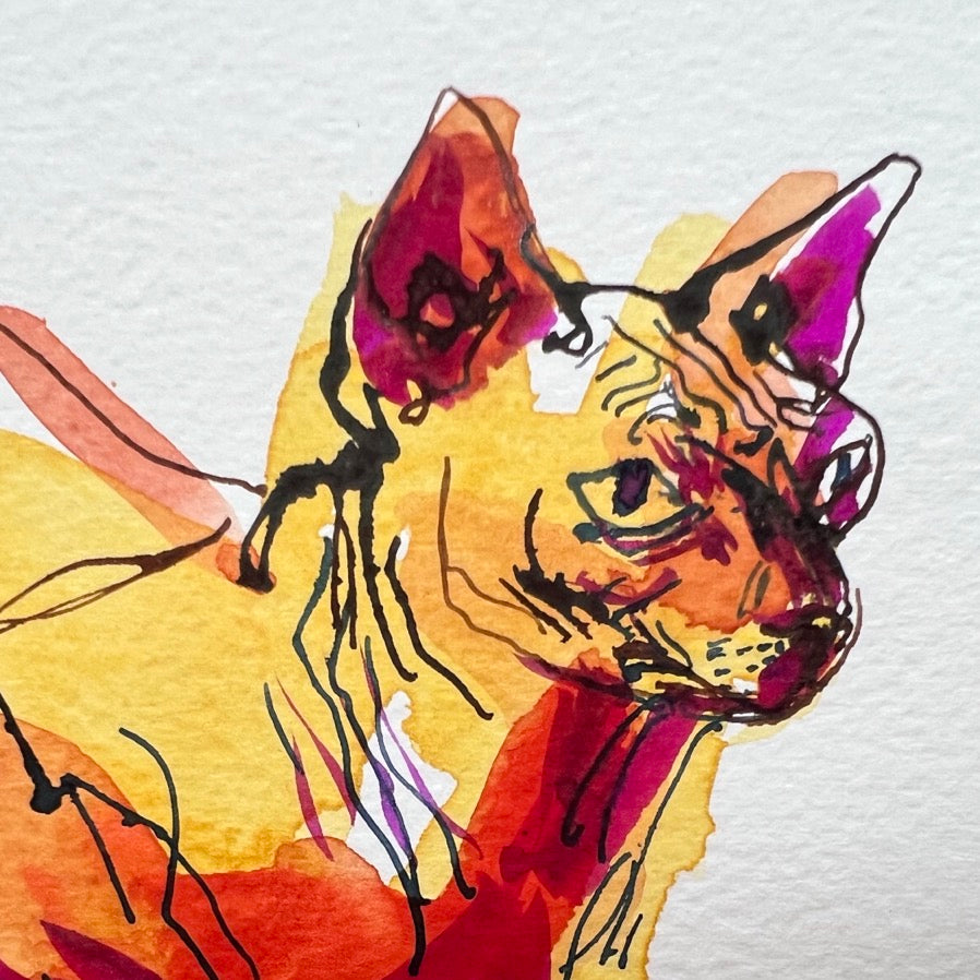 The three primary cats. Hanuman, Kubin and Kali